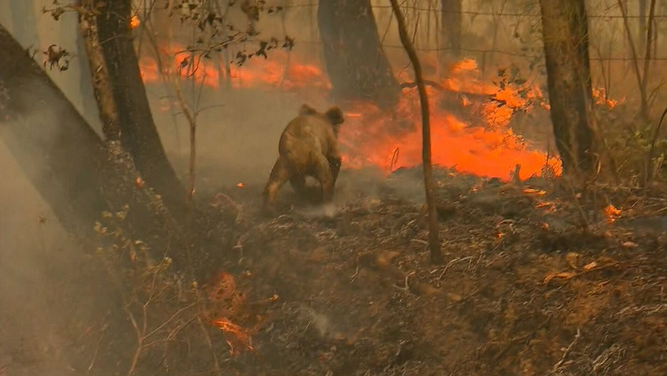 Wildfire - Safeguard-nature