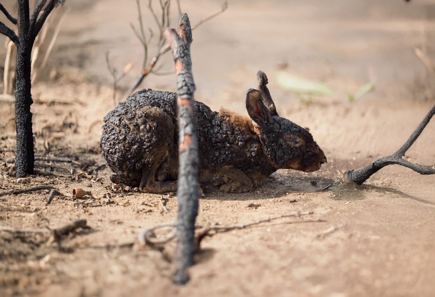 CaliforniaFires-wildfire-Safeguardnature.org