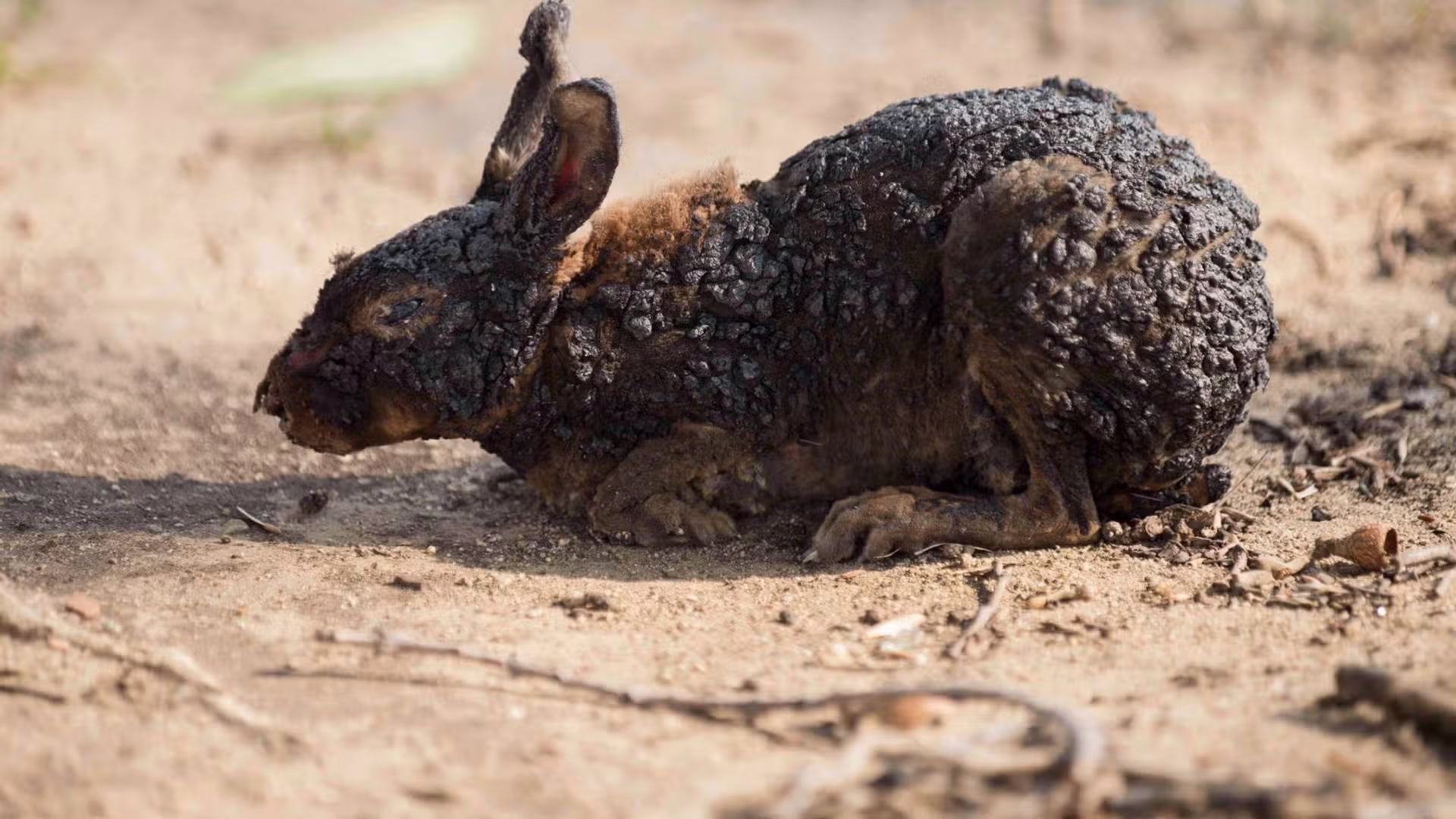 CaliforniaFires-wildfire-Safeguardnature.org