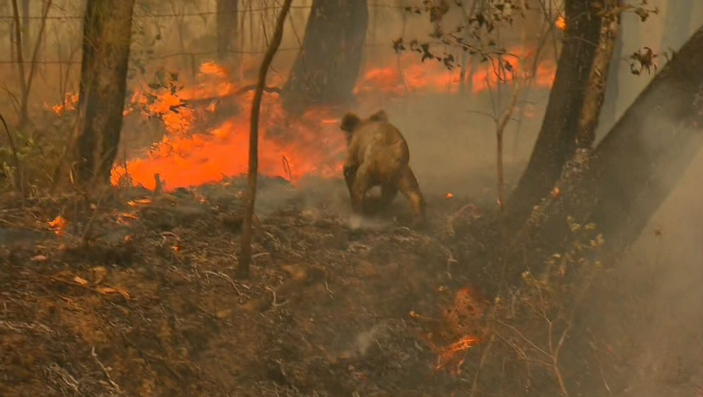 Wildfire - Safeguard-nature