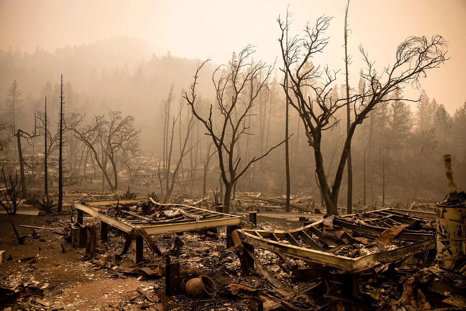 Safeguard Nature - The Devastating Impact of the 2020 Bay Area Fire in California